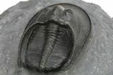 Detailed Scotoharpes Trilobite - Top Quality Specimen #289440-4